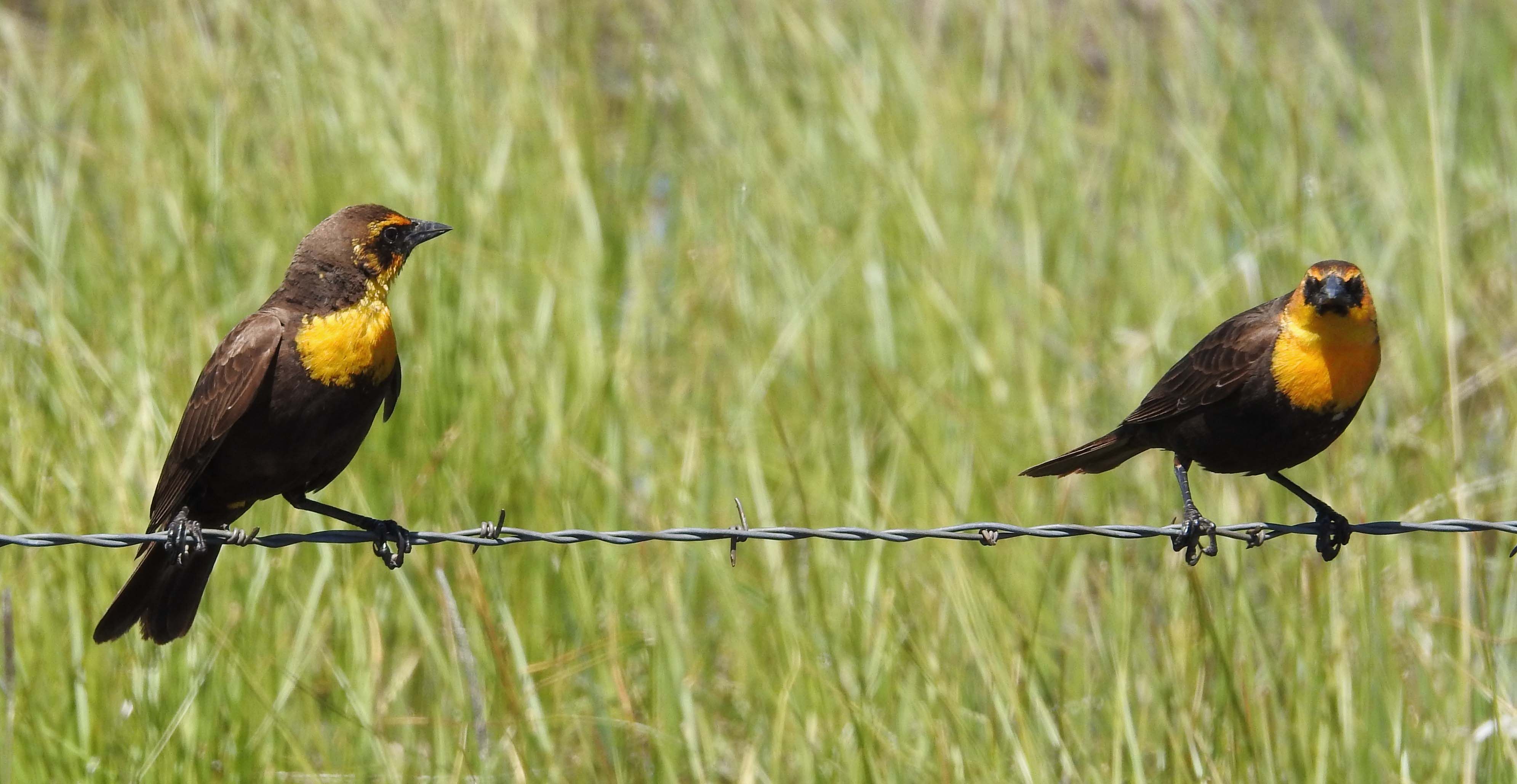 Yellow-headed Blackbird (females) — Xanthocephalus xanthocephalus
