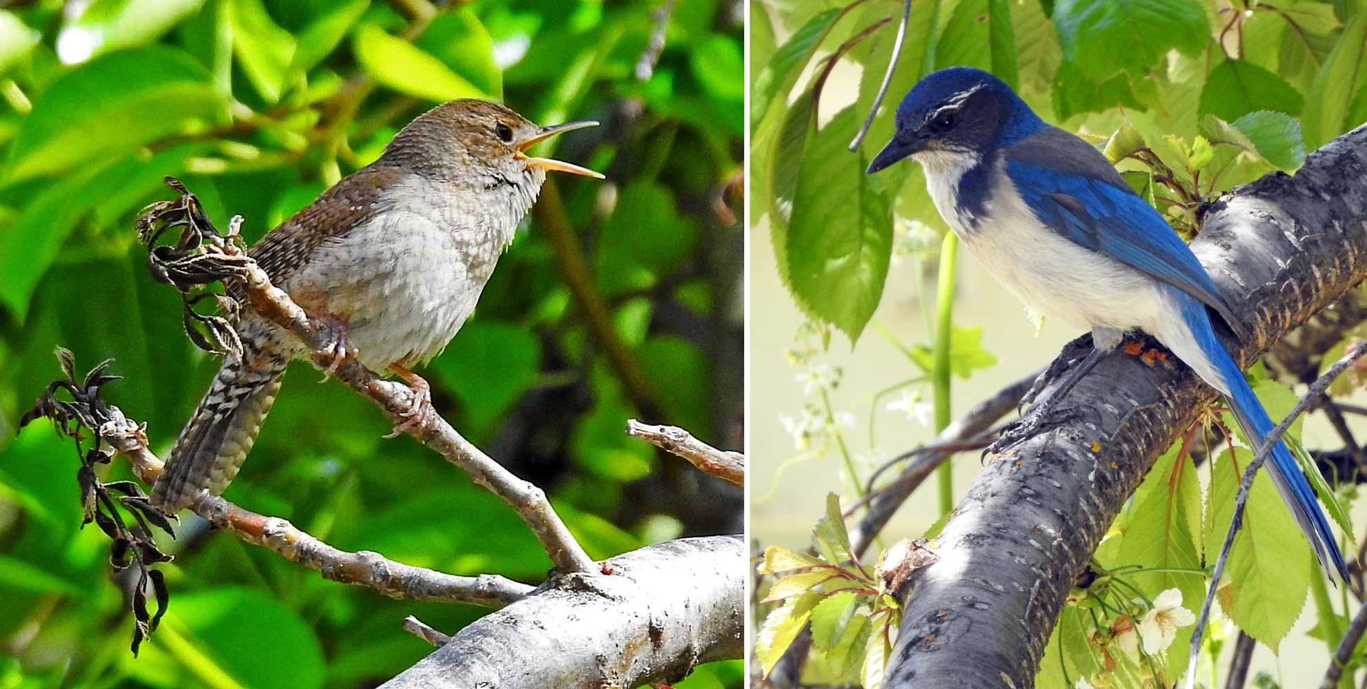 House Wren (adult) — California Scrub-Jay (adult)