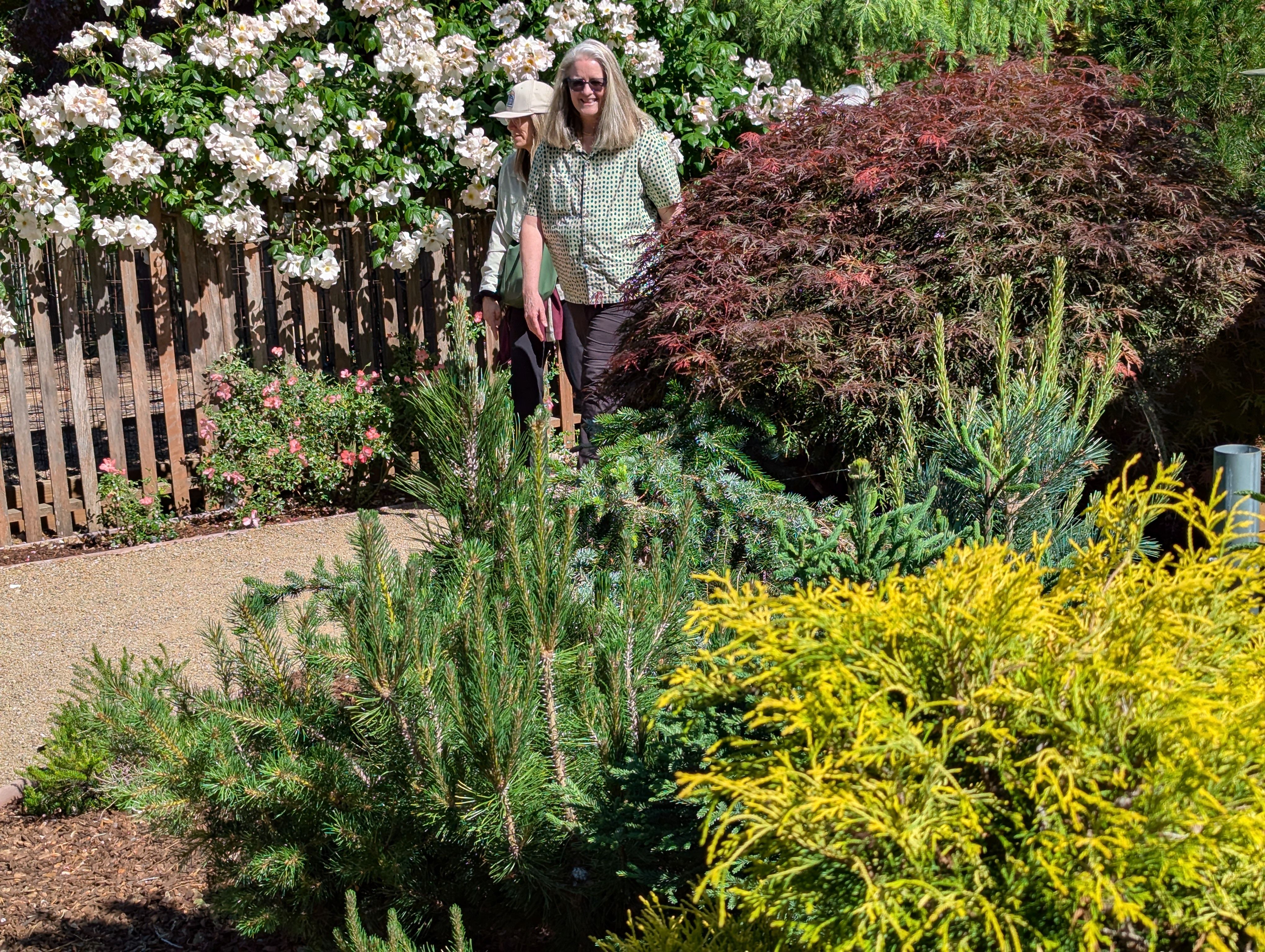 Conifers Shine in Annual Soroptomist Garden Tour