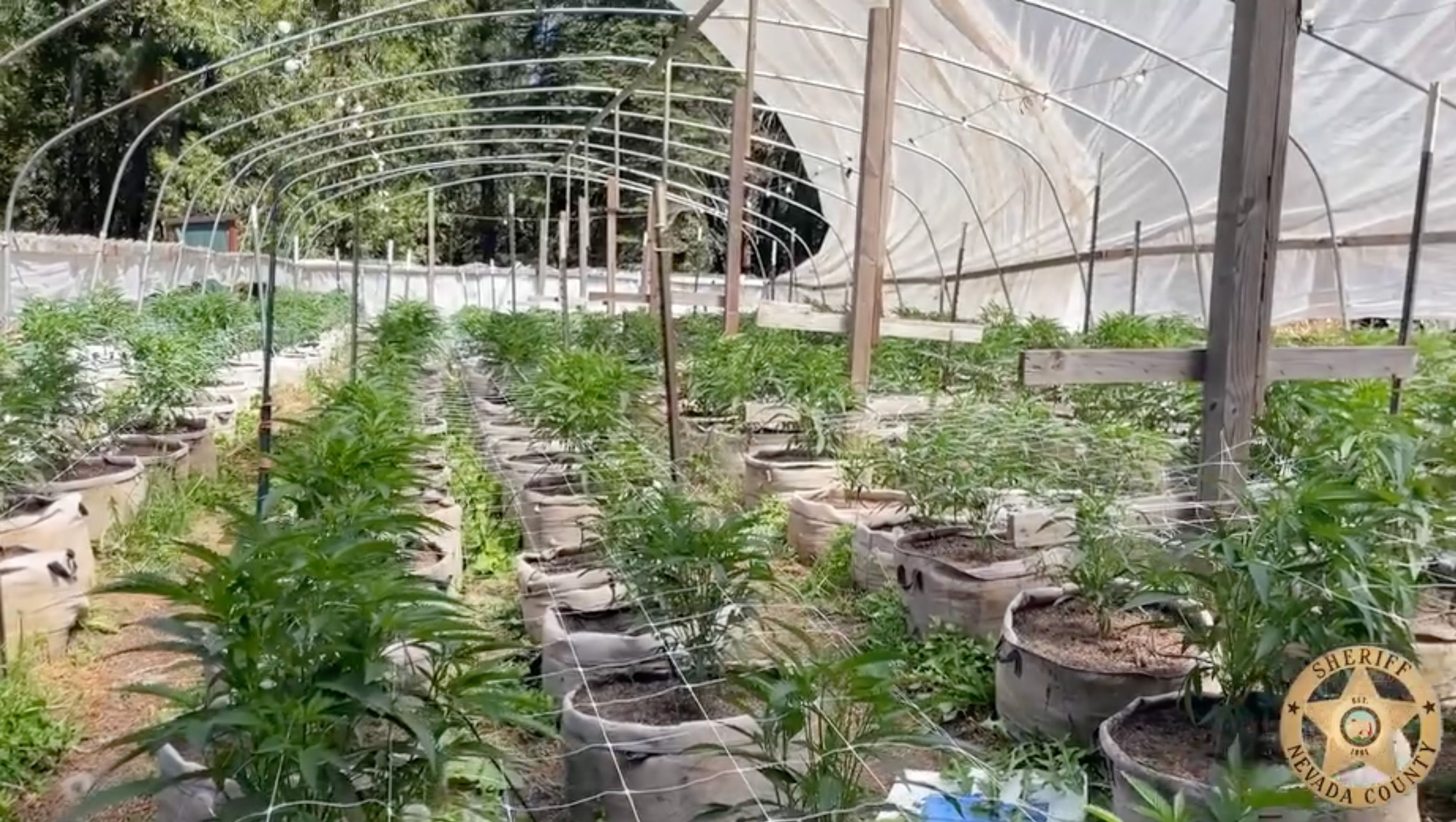 Image of an illegal cannabis grow shared by the Nevada County Sheriff’s Office.