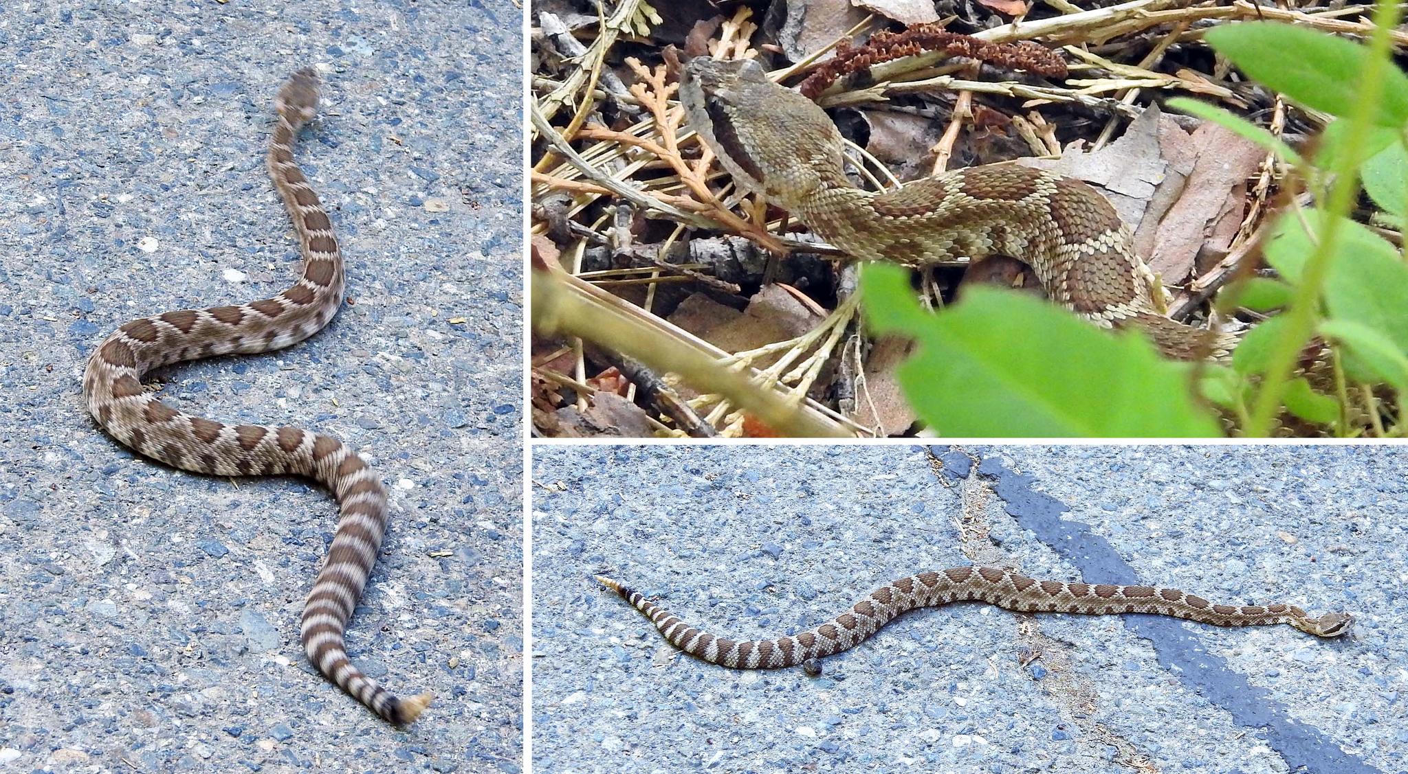 Northern Pacific Rattlesnake — Crotalus oreganus oreganus