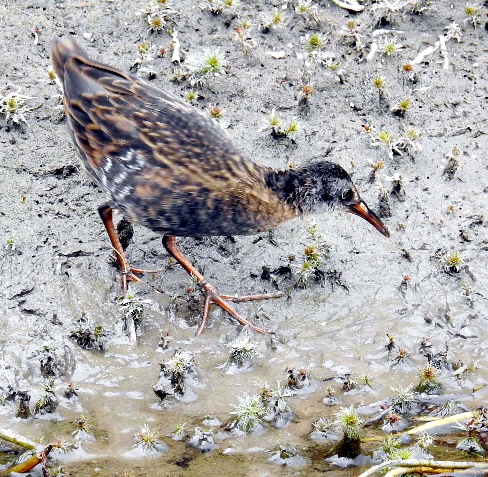 Virginia Rail (juvenile) — Rallus limicola