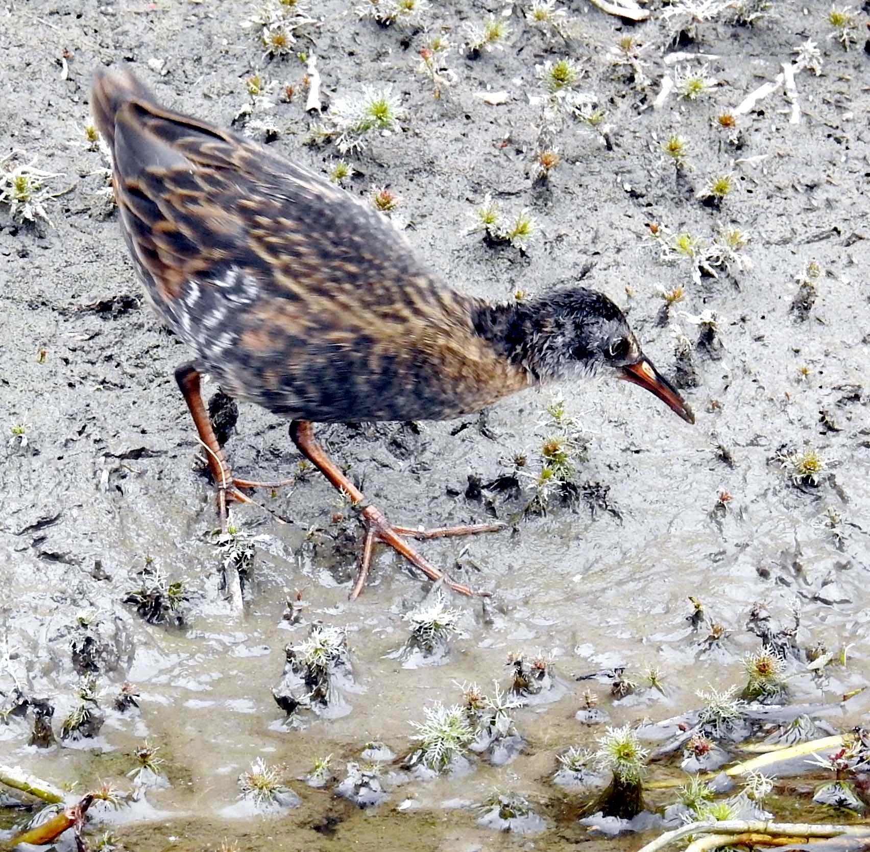 Virginia Rail (juvenile) — Rallus limicola