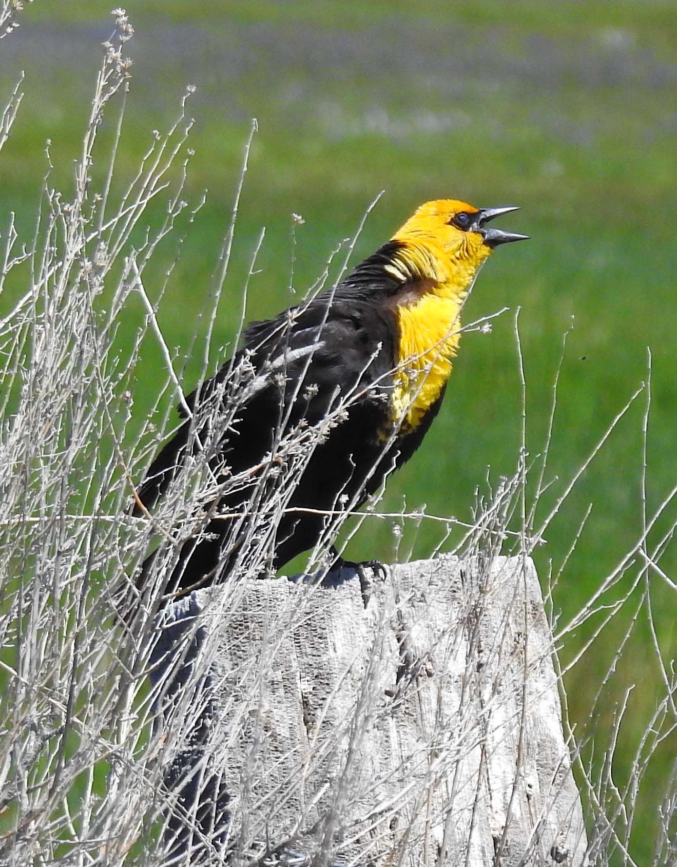 Yellow-headed Blackbird (male) — Xanthocephalus xanthocephalus