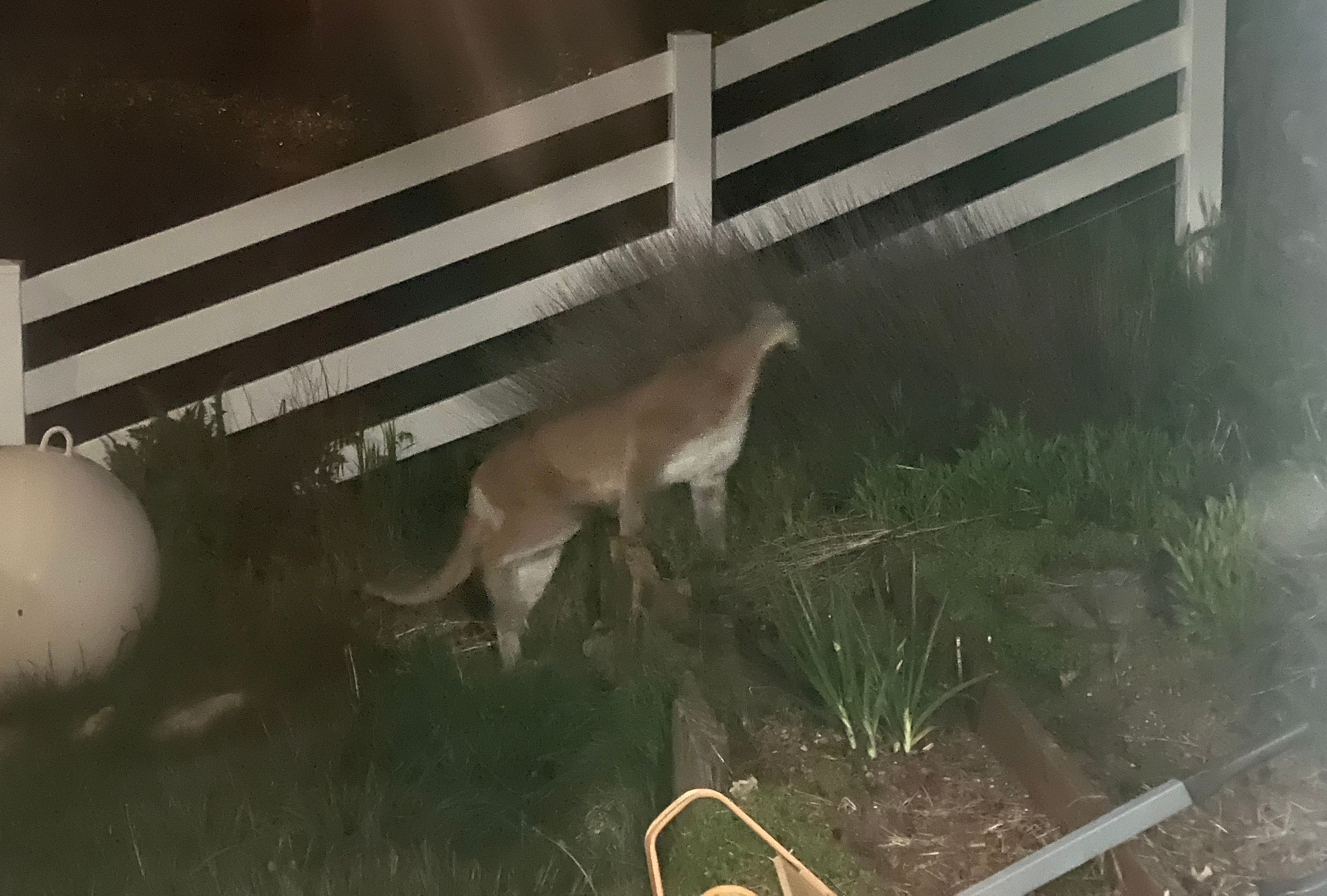 Sheriff Issues Safety Notice After Downieville Lion Sightings