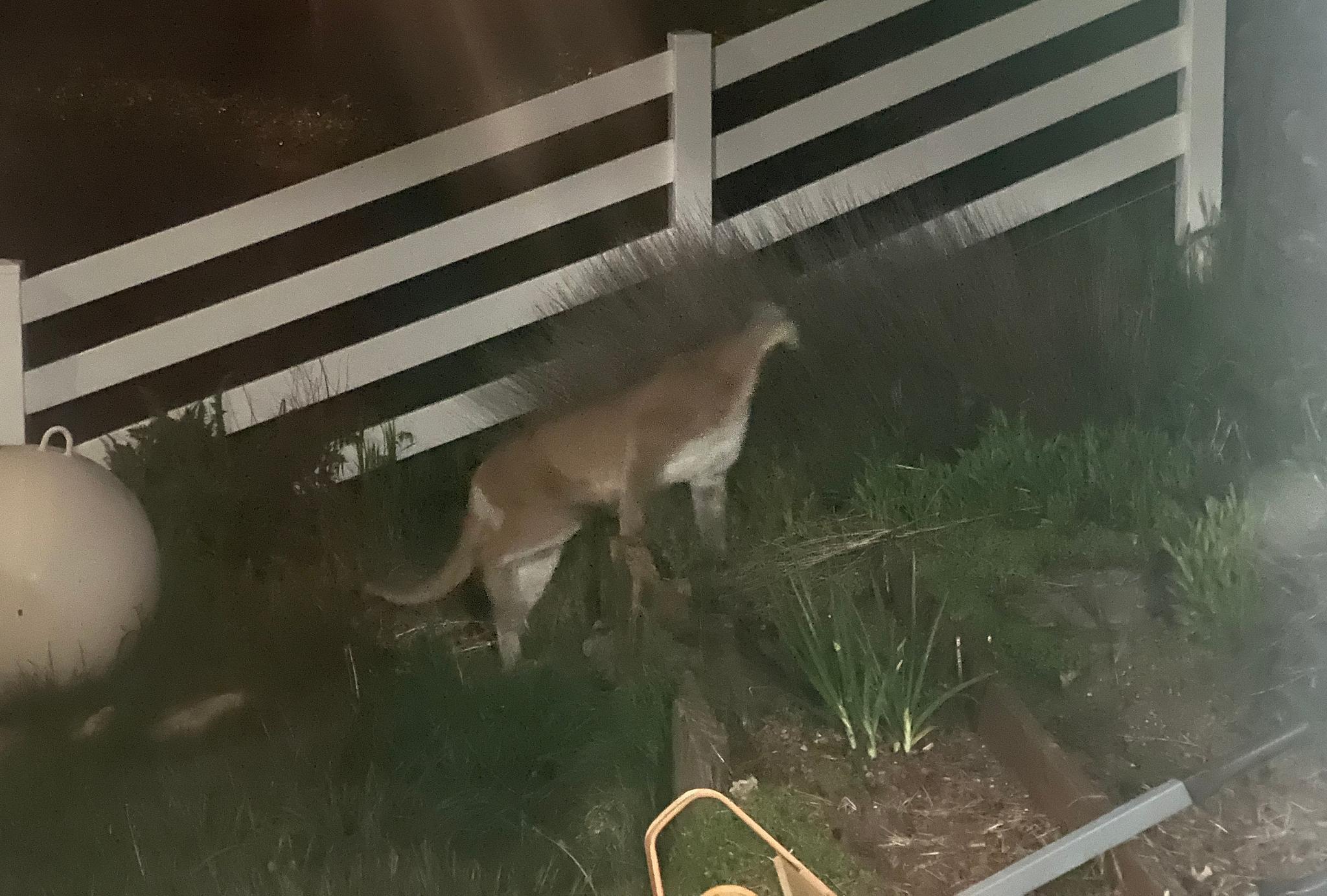 A mountain lion spotted in the yard of a Downieville residence on April 18. Its head has been distorted by Apple’s night camera mode.