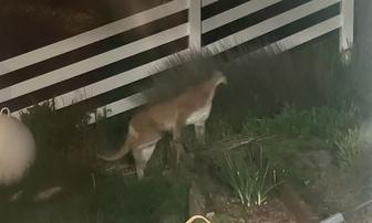 Sheriff Issues Safety Notice After Downieville Lion Sightings