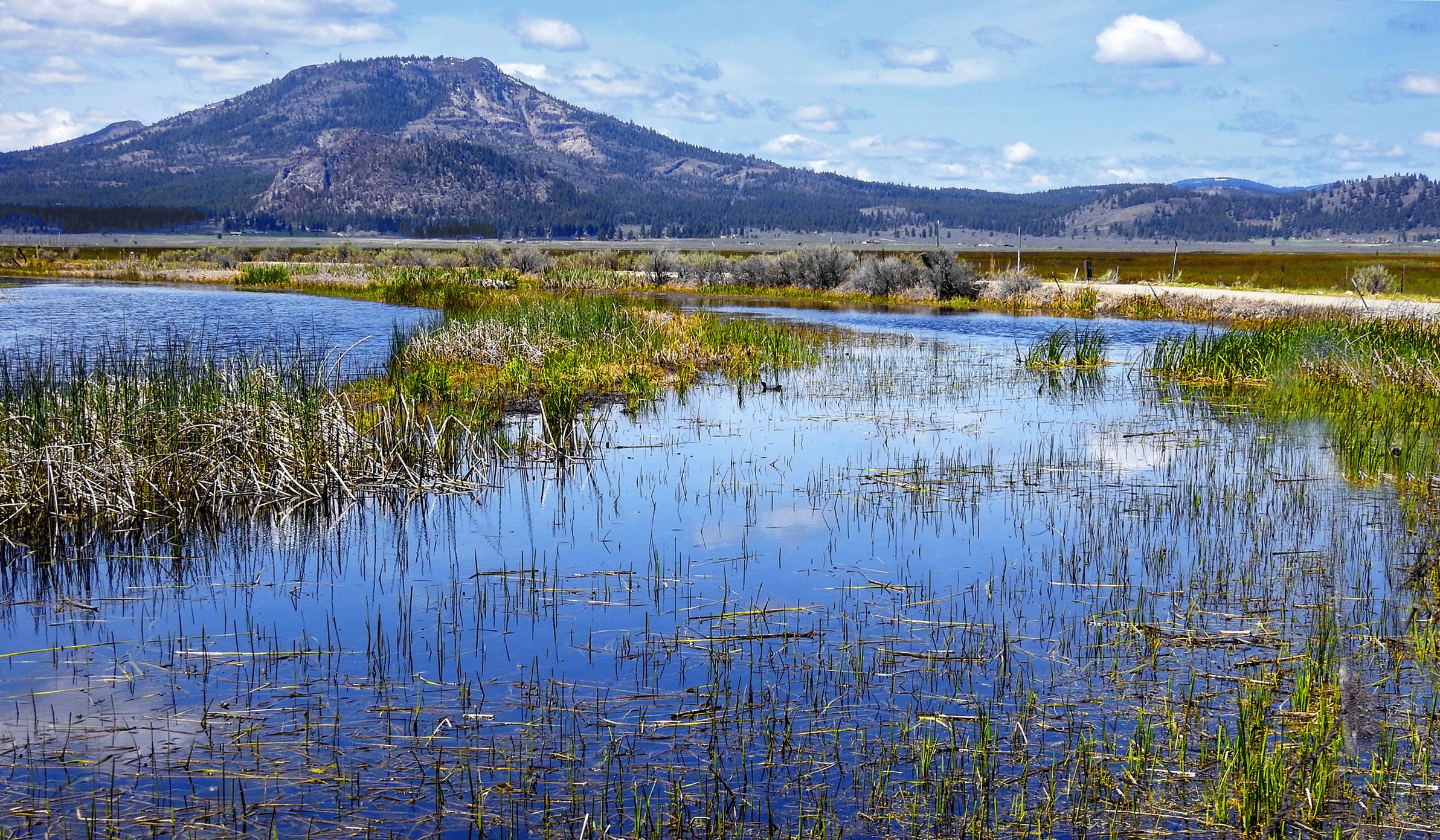 Mt. Beckwourth from wetlands
