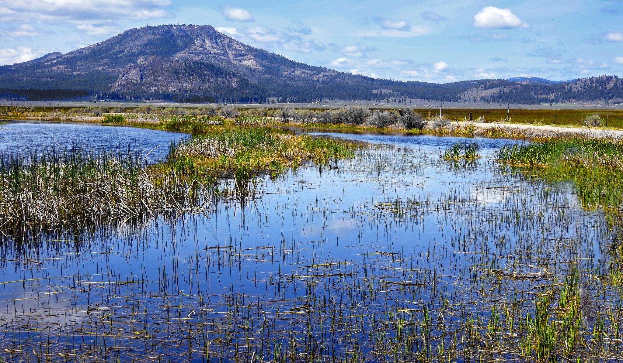 Mt. Beckwourth from wetlands