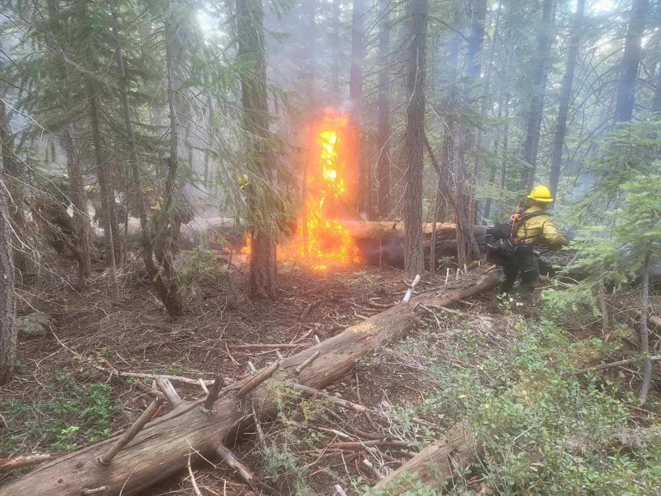 A firefighter works the Squirrel Fire in Plumas County on November 3. Photo courtesy of Plumas National Forest.
