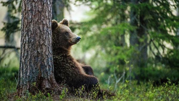 Sierra County Opposes Grizzly Bear Reintroduction Bill