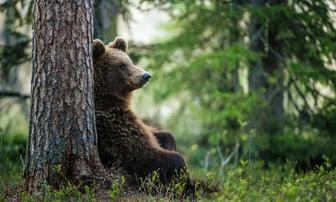 Sierra County Opposes Grizzly Bear Reintroduction Bill