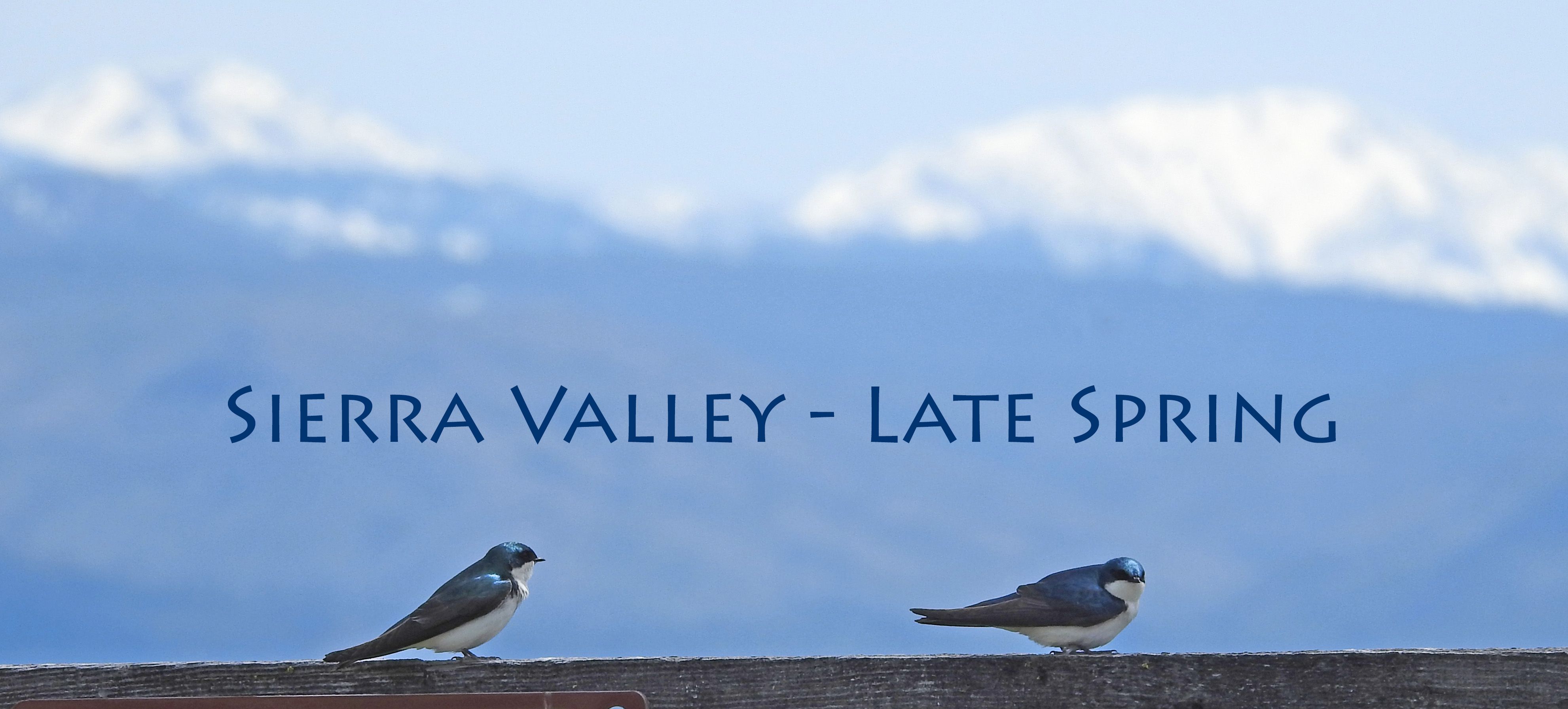 Sierra Valley Birds!