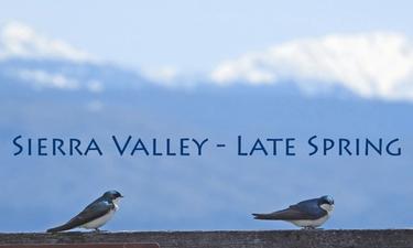 Sierra Valley Birds!