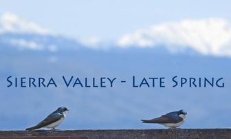 Sierra Valley Birds!