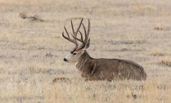 Nonprofits to Auction Big Game Tags, Funding CDFW Conservation
