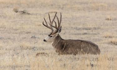 Nonprofits to Auction Big Game Tags, Funding CDFW Conservation