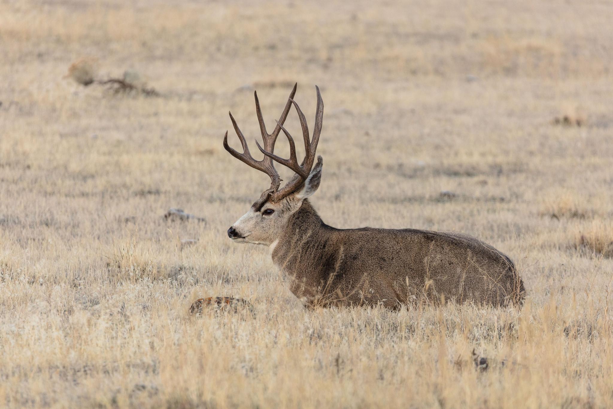 A mule deer buck. Photo by Jacob W. Frank, courtesy of the National Park Service.