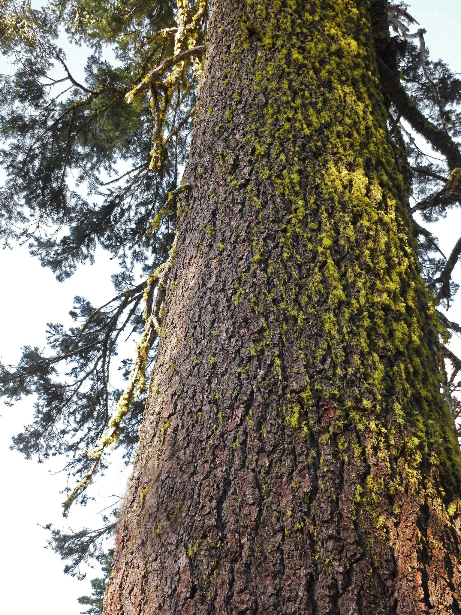 California Red Fir — Abies magnifica