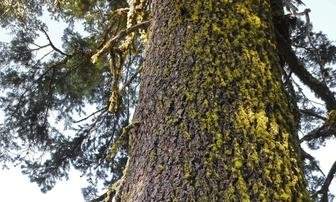 Conifer Tree Trunks (not as boring as you might think)!