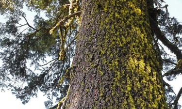Conifer Tree Trunks (not as boring as you might think)!