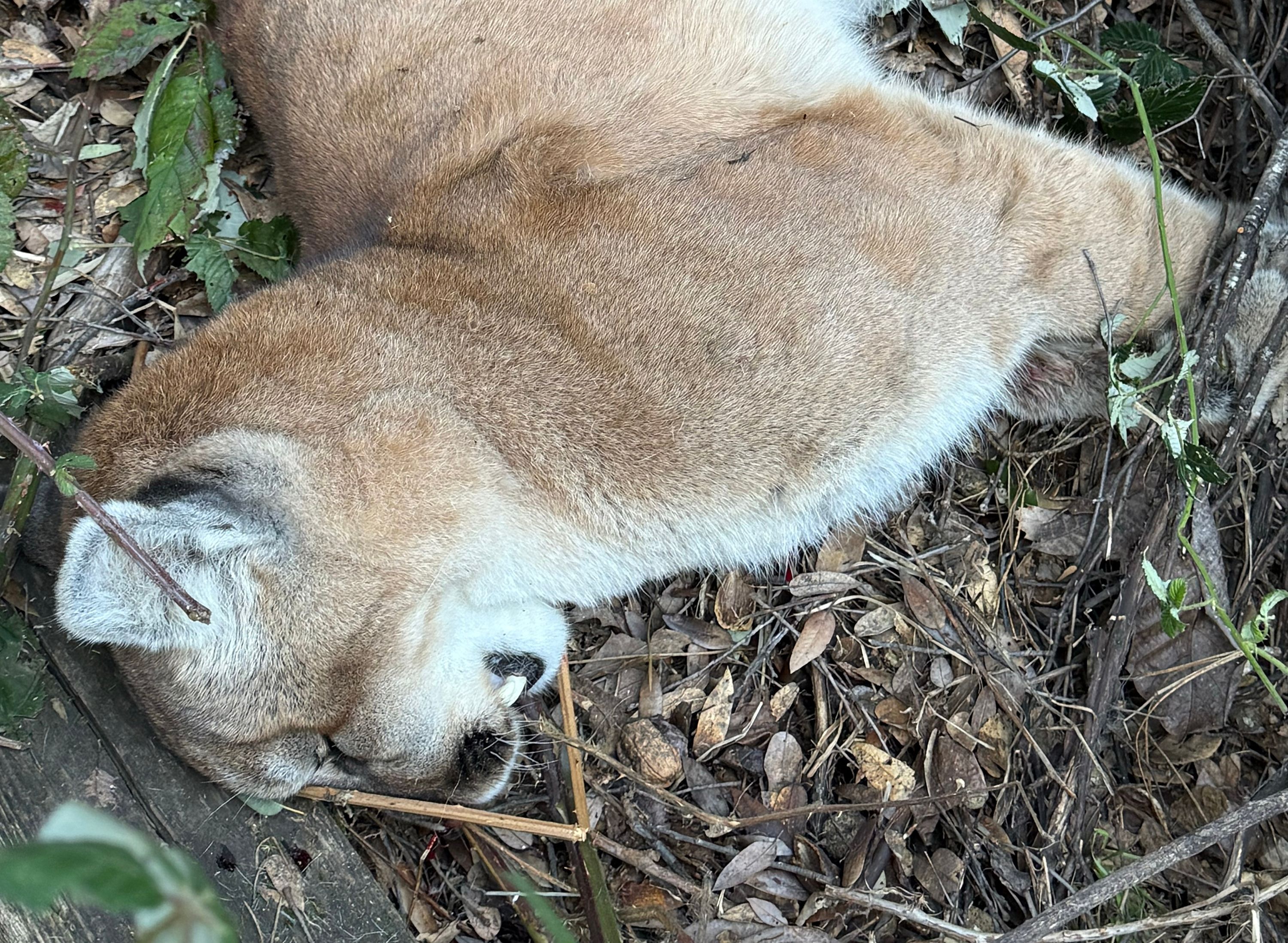A picture of the deceased mountain lion taken after the events of Monday morning by the owner of the attacked dog
