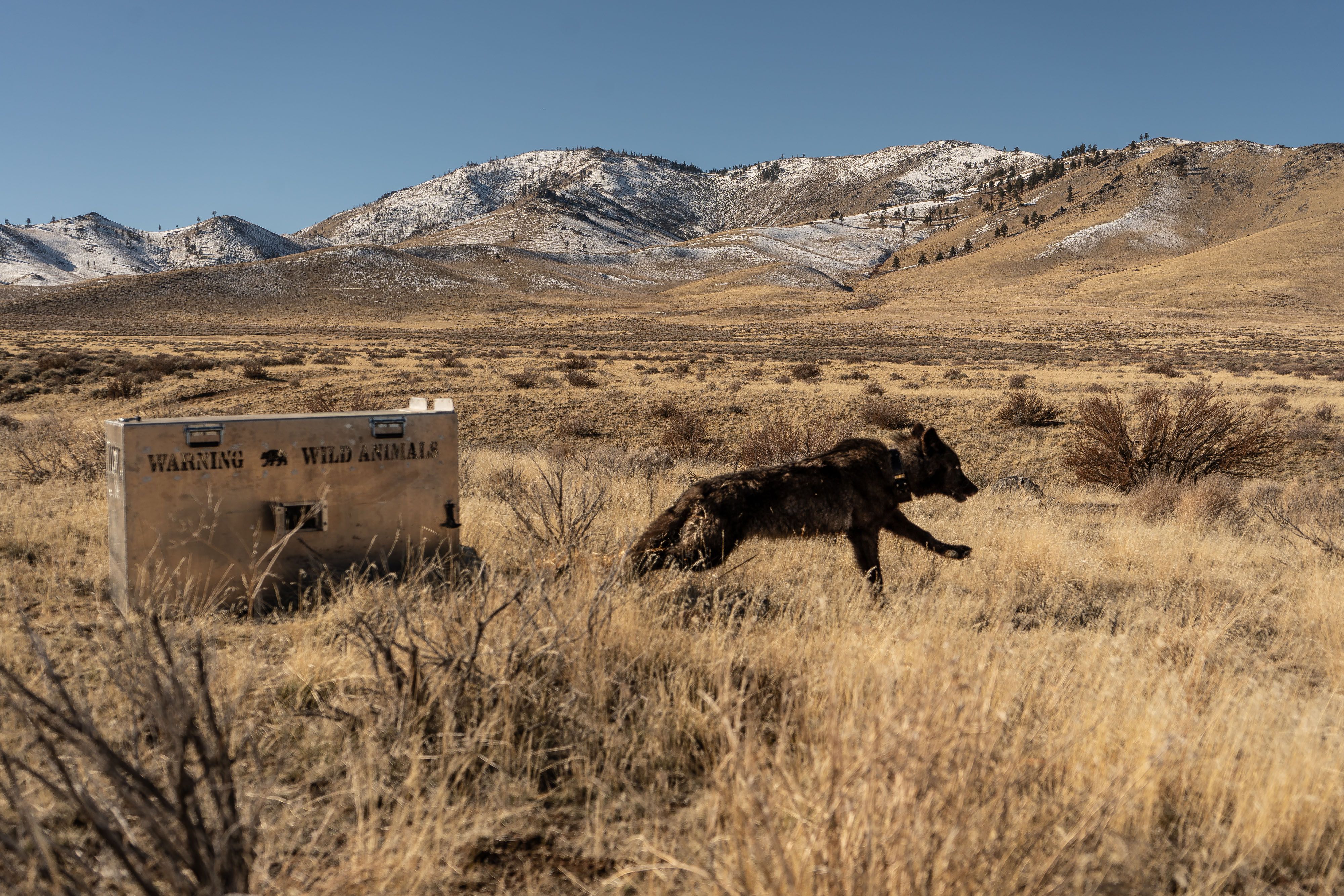 Fish & Wildlife Lethally Removes Sierra Valley Problem Wolves