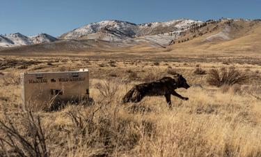 Fish & Wildlife Lethally Removes Sierra Valley Problem Wolves