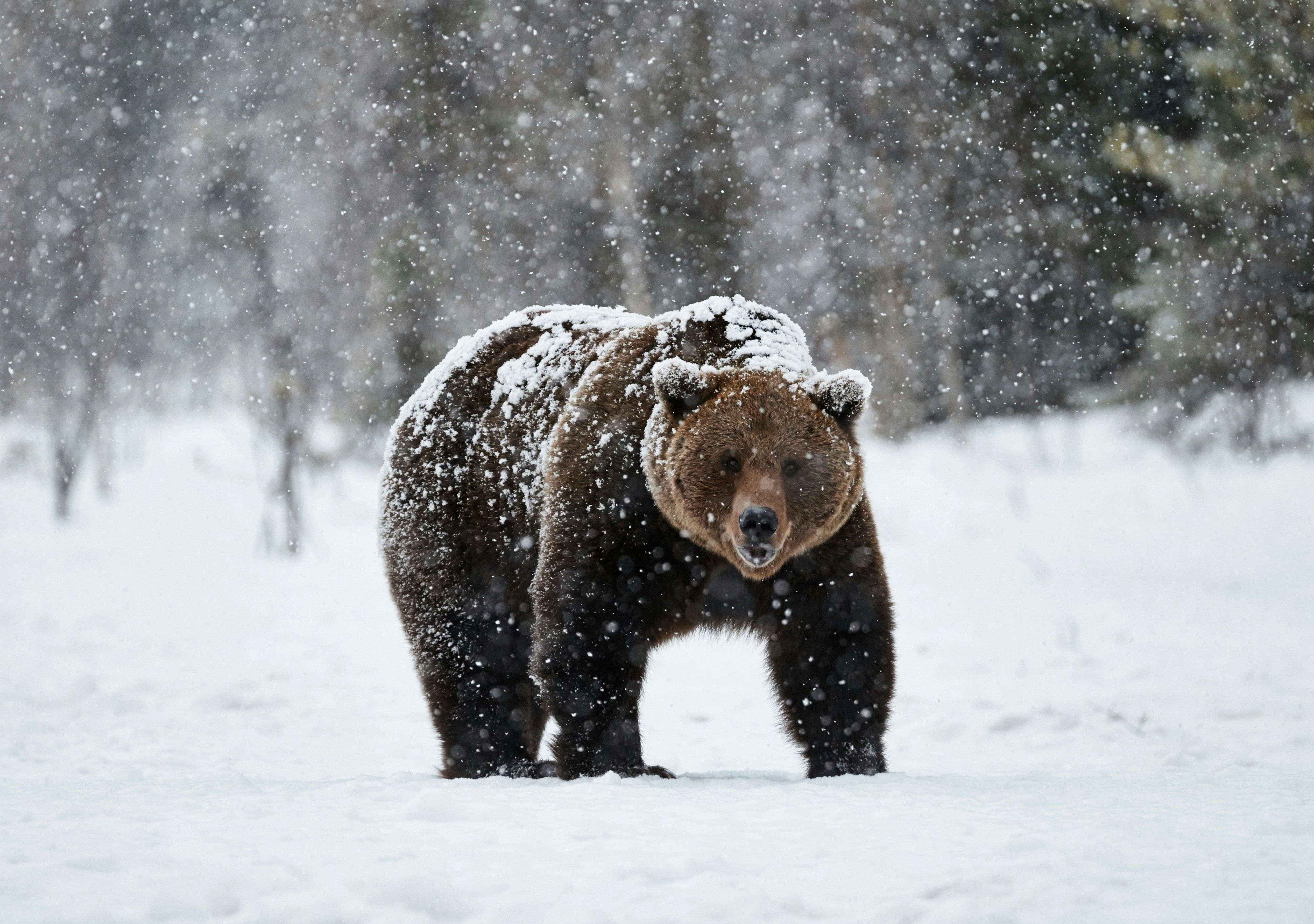 While in its historic range, the Grizzly Bear has not been seen in California since 1924.