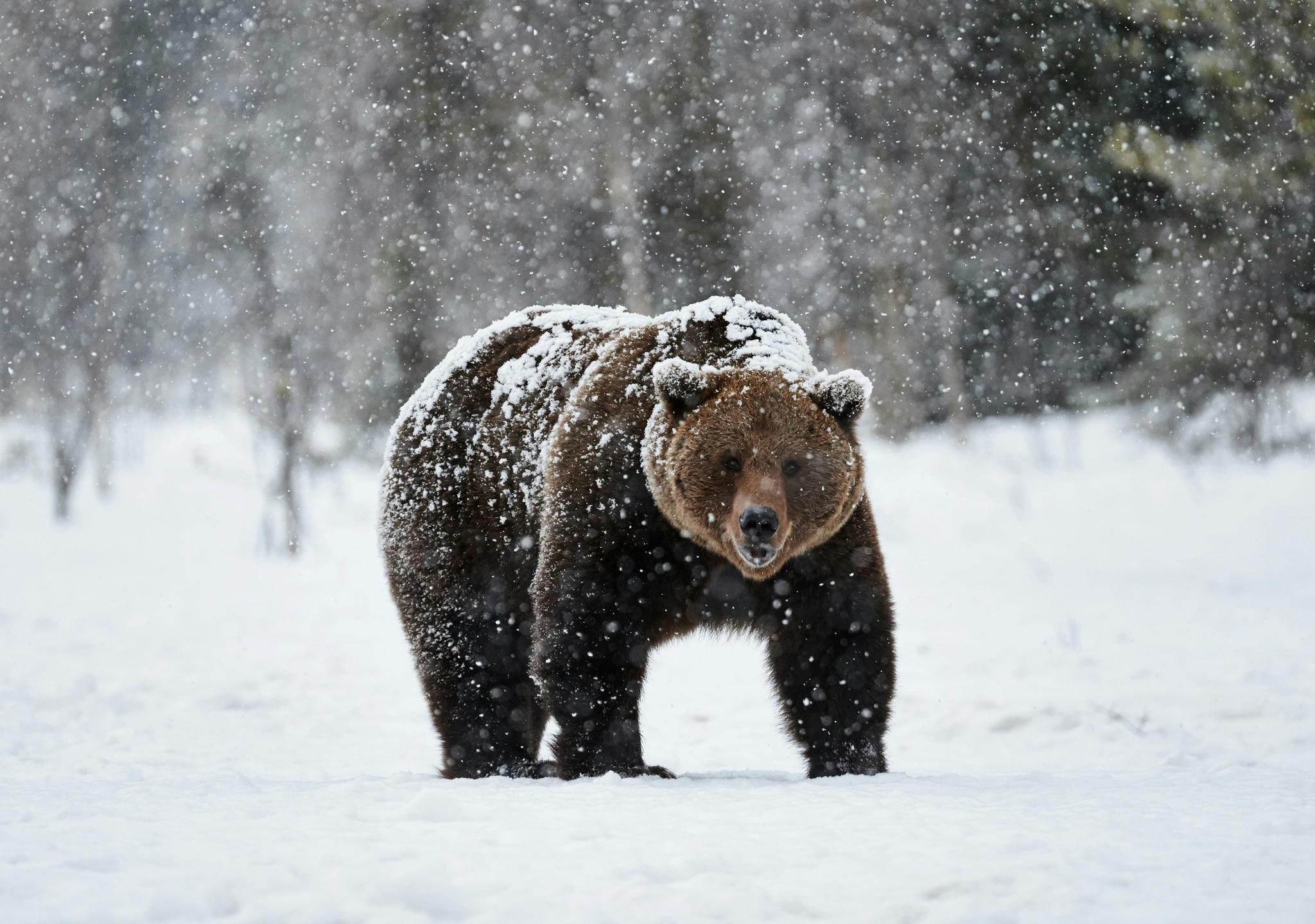 While in its historic range, the Grizzly Bear has not been seen in California since 1924.