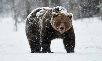 Bill Would Chart Path to Reintroduce Grizzlies in CA