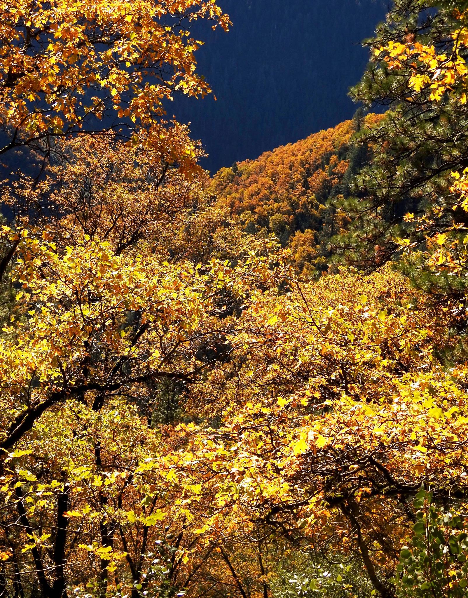 California Black Oaks — Quercus kelloggii