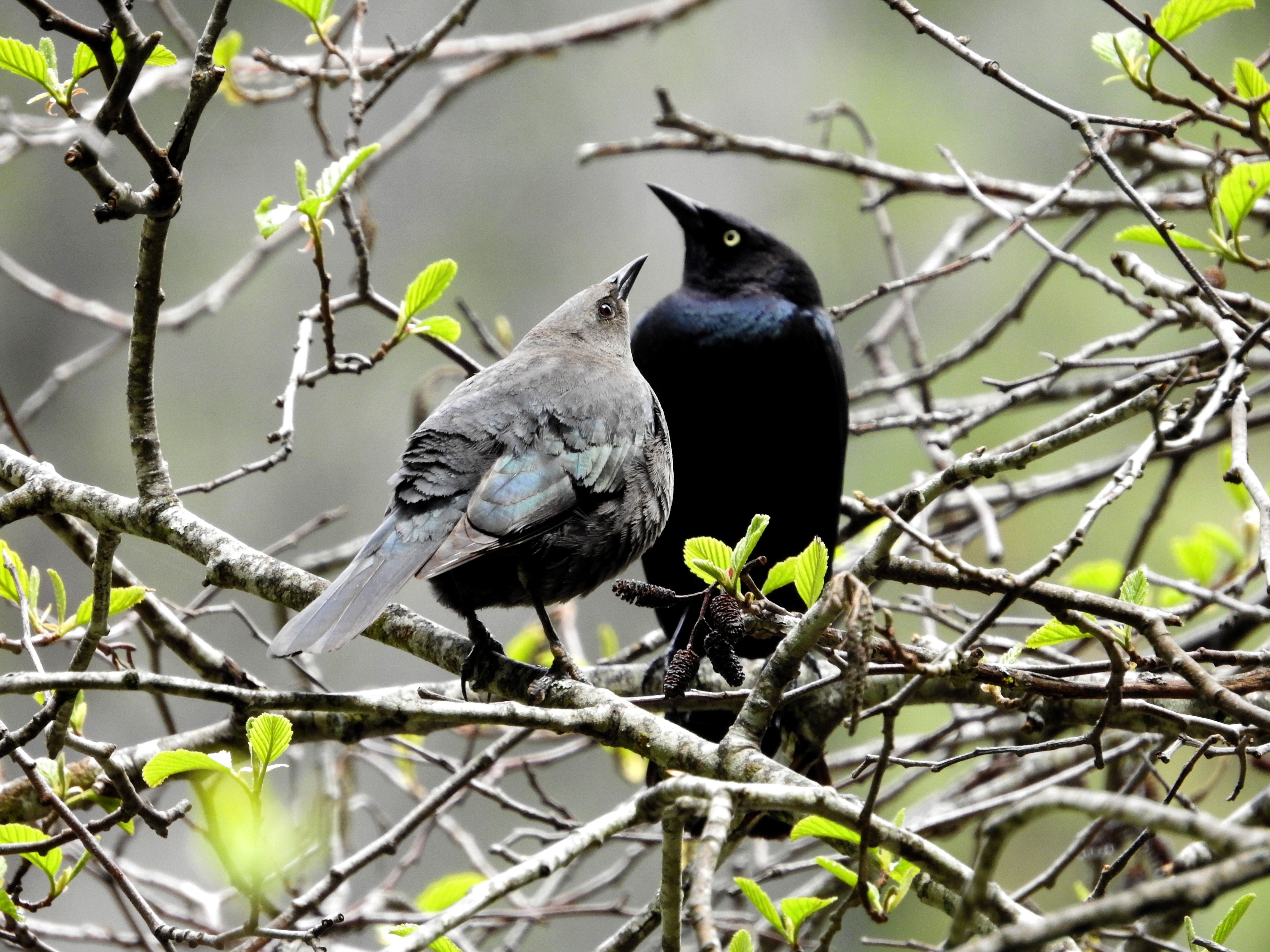 Brewer’s Blackbirds (female - male) — Euphagus cyanocephalus