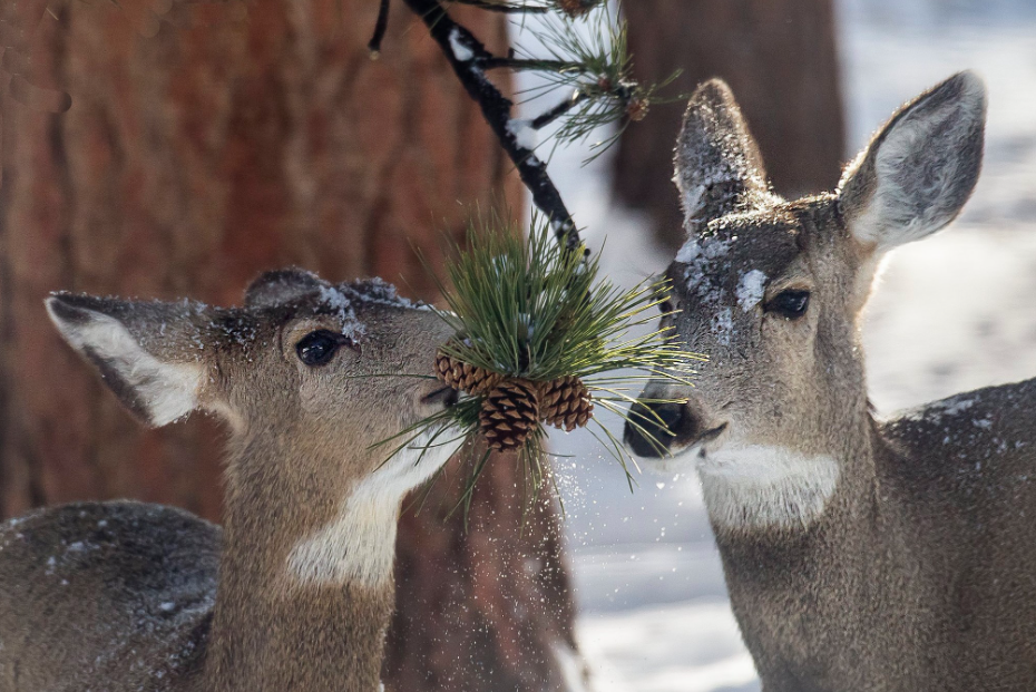Two Mule Deer eating pine needles on a snowy day. Photo by the National Park Service.