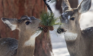 CDFW Expands on State Deer Management Plan Goals