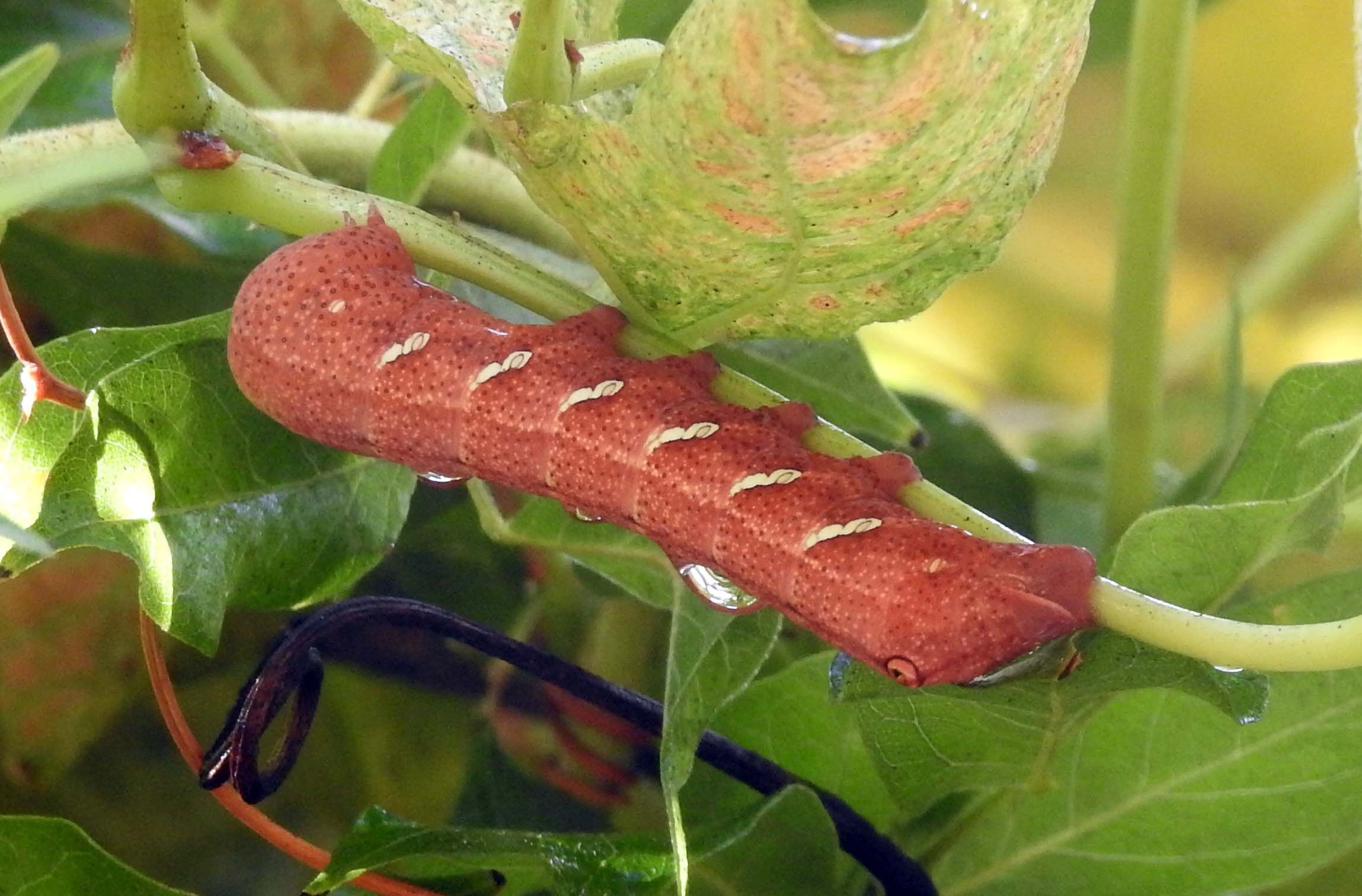 Achemon Sphinx Moth — Eummorpha achemon