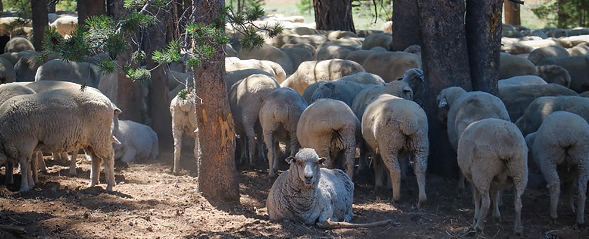 Sheep grazing on the Tahoe National Forest in Northern California. Grazing on federal lands relies on a strict permitting process that promotes forest health. These sheep provide wool to Shaniko Wool Company, providers of Team USA’s wool blazers for the upcoming Olympic and Paralympic Games. (USDA Forest Service photo by Lauren Faulkenberry)