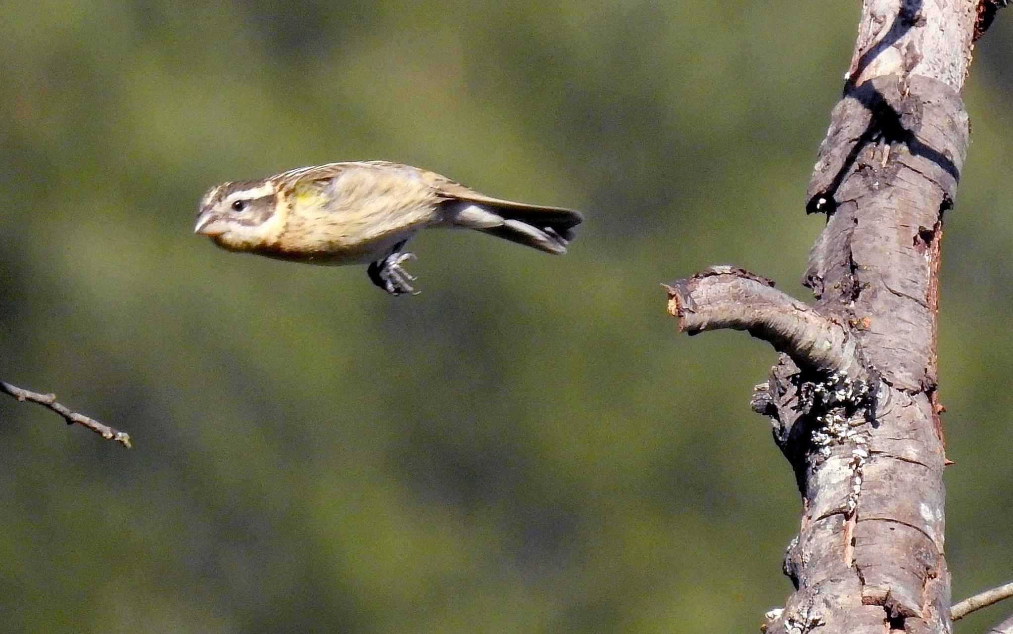 Black-headed Grosbeak (female) — Pheucticus melanocephalus