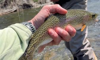 Fishing the Finn River