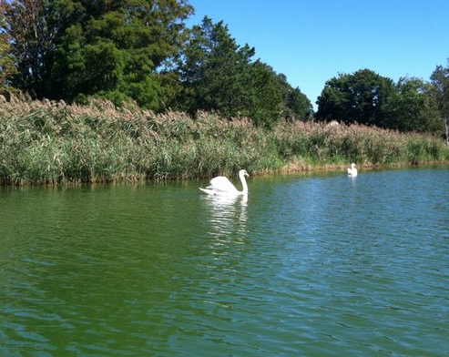 Swan in the Georgica Pond.