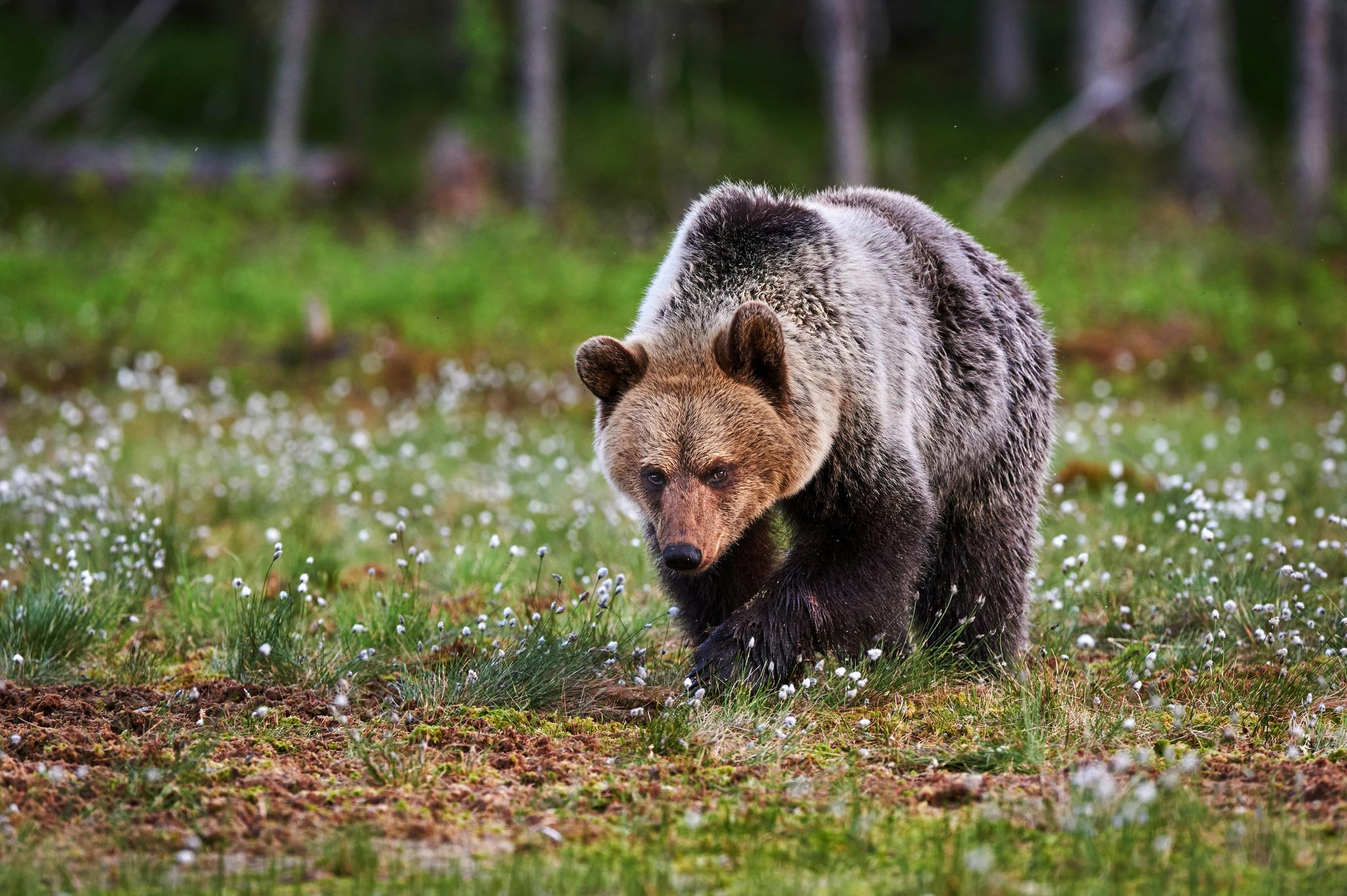 The Grizzly Bear, not seen in California since the 1920s.