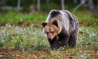 Senate Committee Advances Grizzly Bear Roadmap Bill