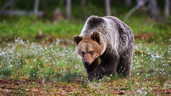 Senate Committee Advances Grizzly Bear Roadmap Bill