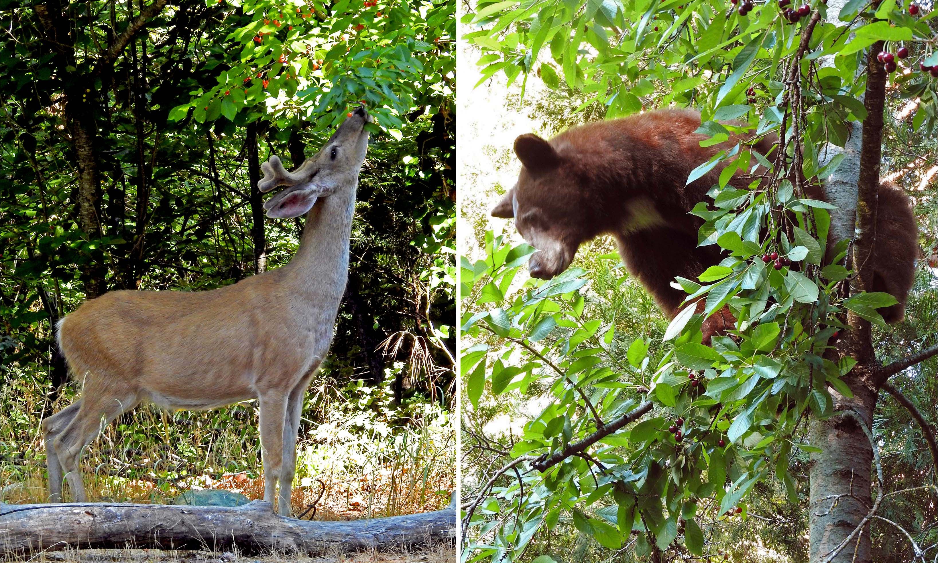 Columbian Black-tailed Deer (male) — Black Bear (adult)