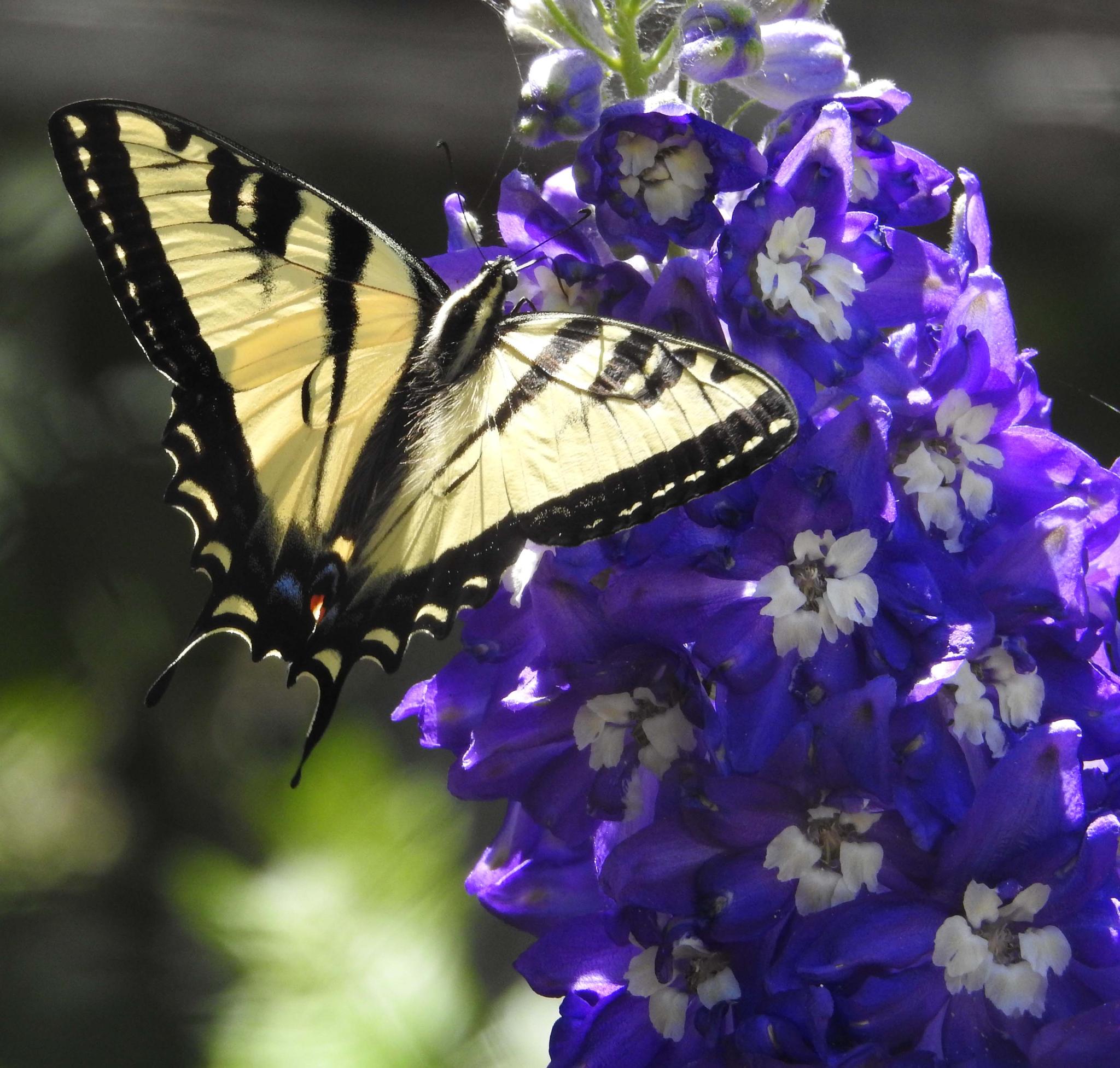 Western Tiger Swallowtail — Papilio rutulus rutulus