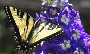 Down in the Garden! — Part 2