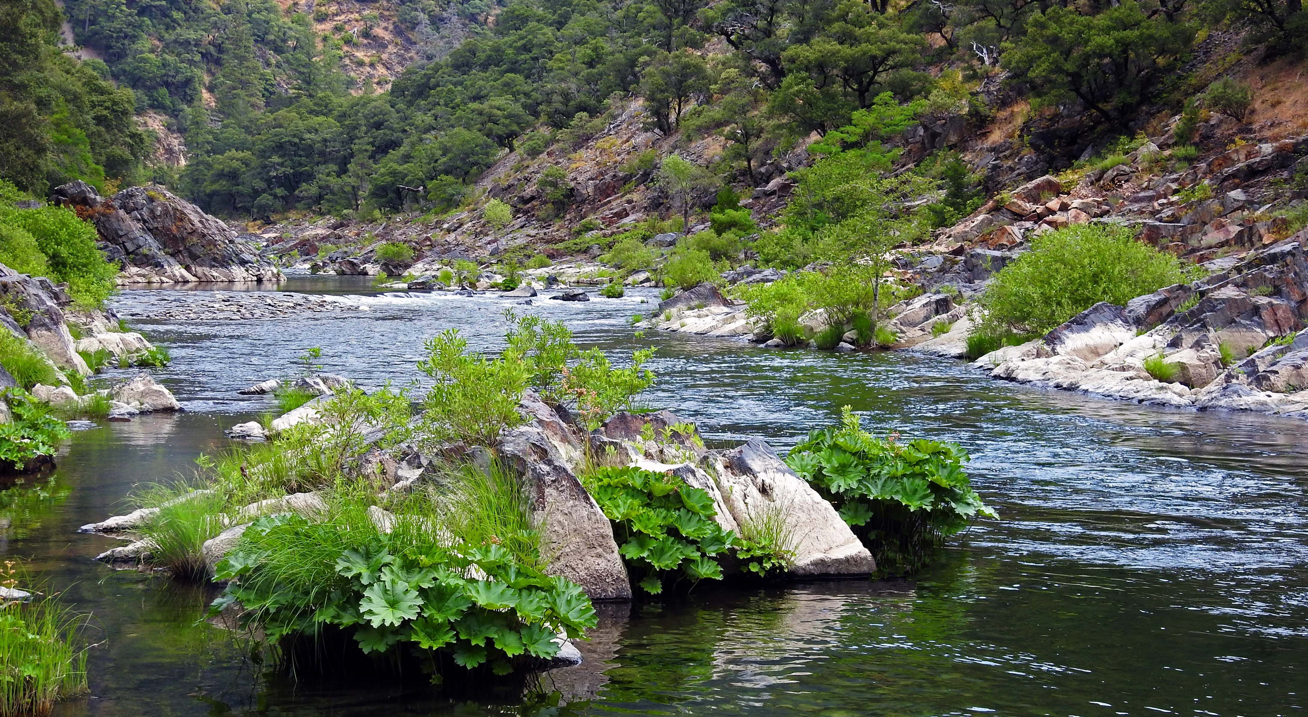 North Yuba River with willows, White Alders & Indian Rhubarb plants