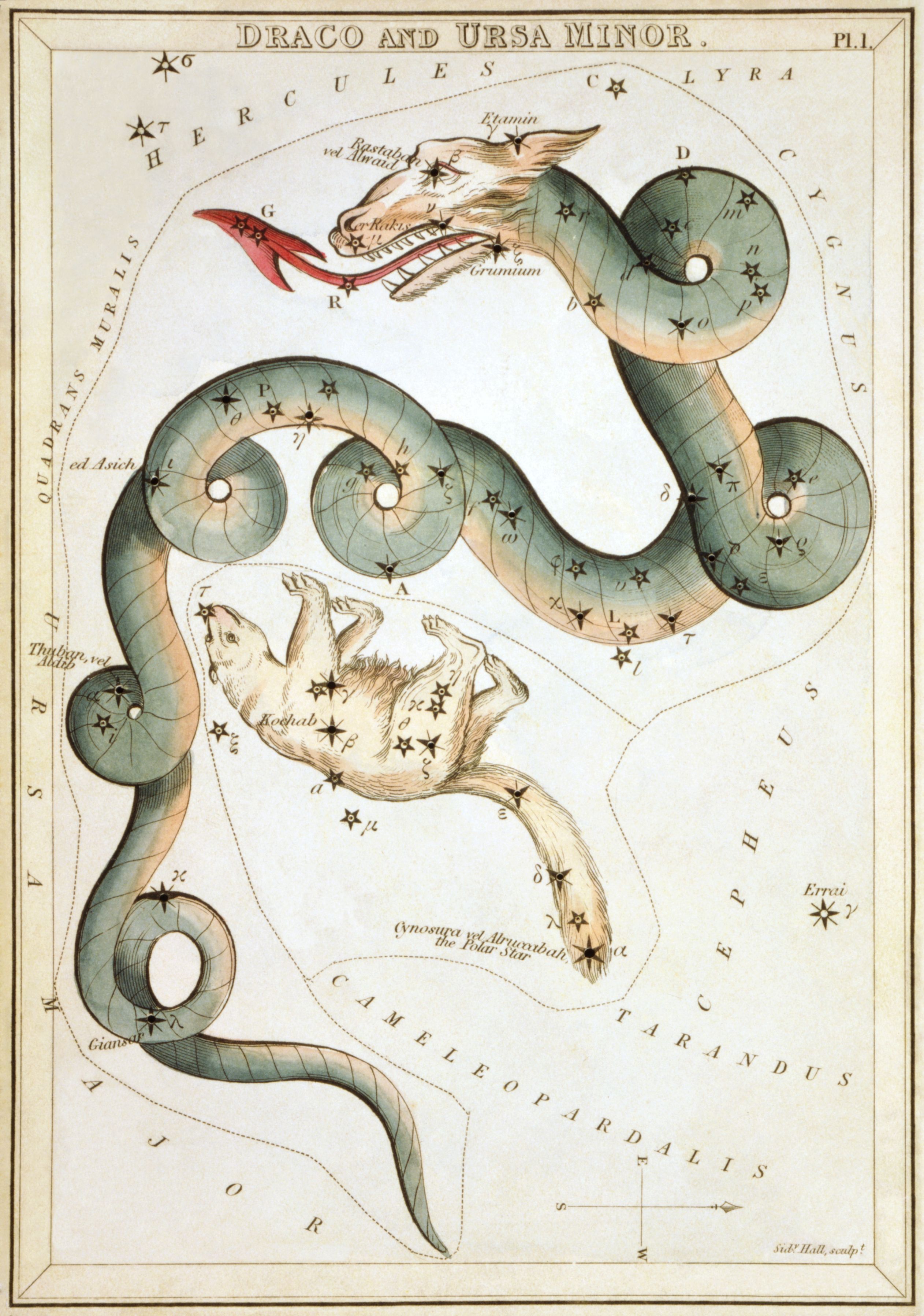 Draco coils around the north celestial pole, as depicted in Urania’s Mirror, a set of constellation cards published in London c. 1825. Source: Wikipedia