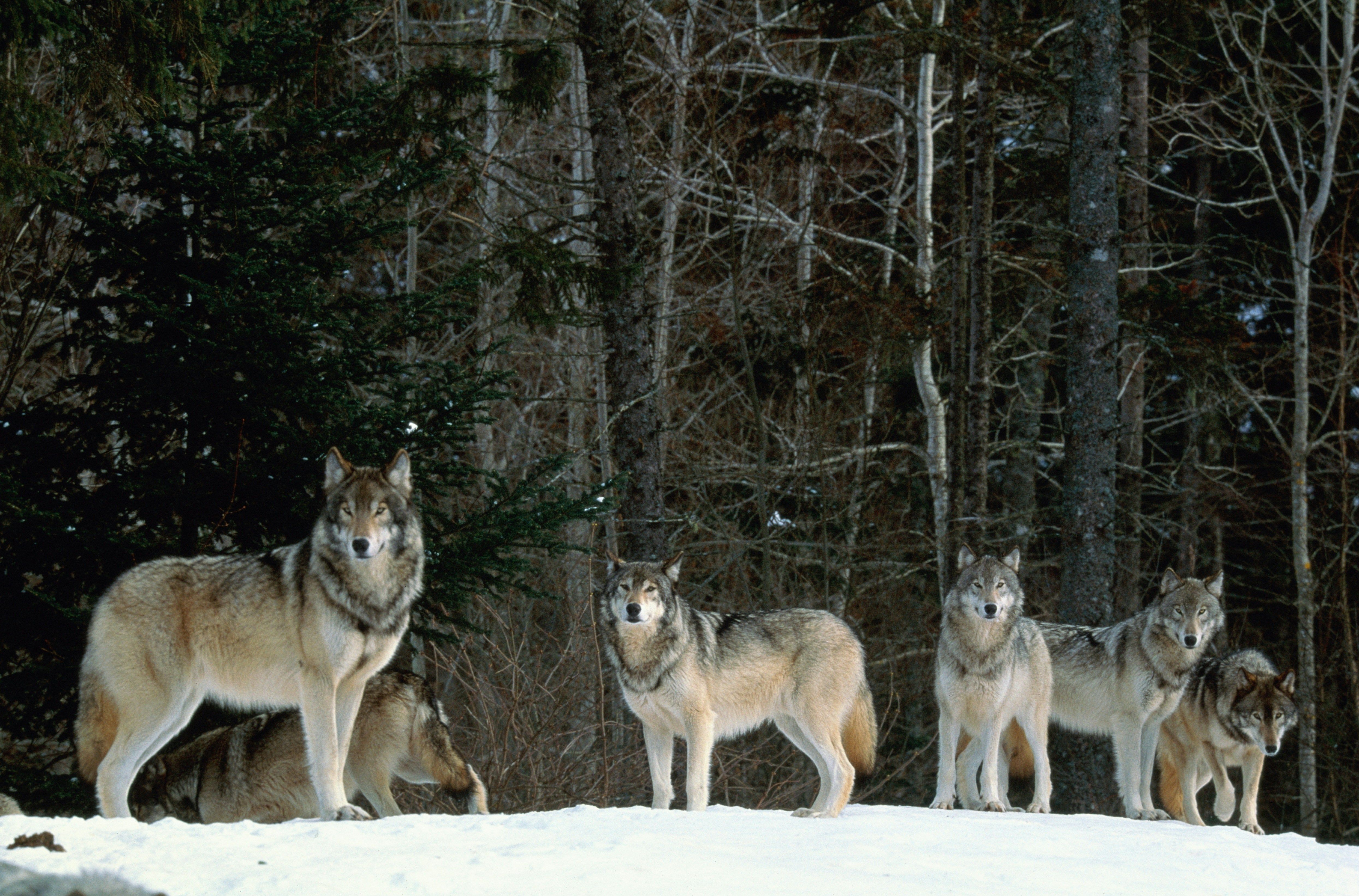 Center for Biological Diversity Challenges U.S. Fish and Wildlife on Gray Wolf Recovery