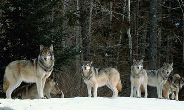 Center for Biological Diversity Challenges U.S. Fish and Wildlife on Gray Wolf Recovery
